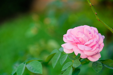 Pink rose on green backround from leafの写真素材