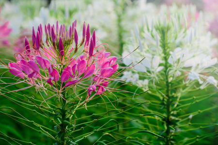 Pink spider flowers bloom in gardenの写真素材