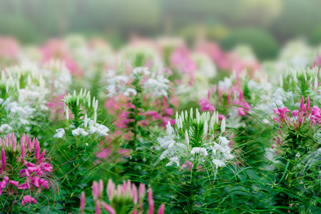 Pink spider flowers bloom in gardenの写真素材