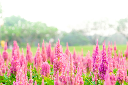 Soft focused on pink flowers bloom on abstract blurred background  in a vast flower field. Beautiful and refreshing when see this sceneryの写真素材