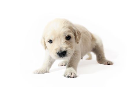 Golden Retriever puppyの写真素材