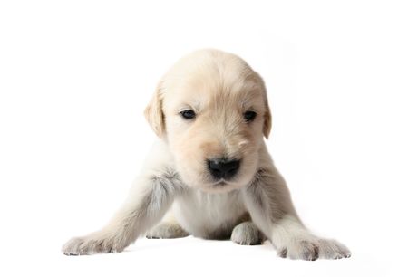 Golden Retriever puppyの写真素材