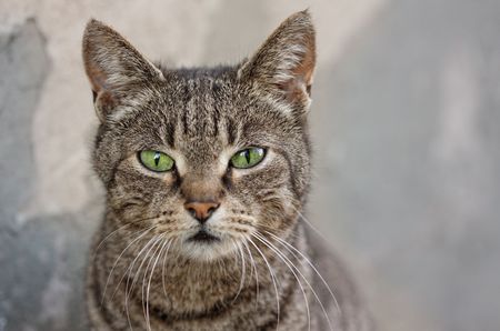 Portrait of a beautiful catの写真素材