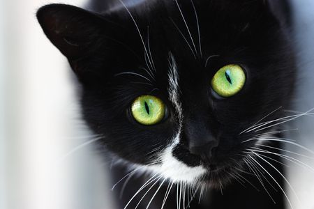 Portrait of a beautiful black catの写真素材
