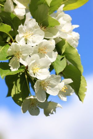 Apple-tree flower and skyの写真素材