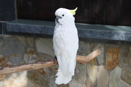 White parrotの写真素材