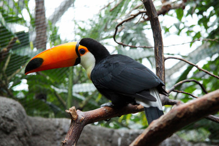 Toucan