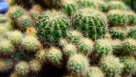 little cactusの写真素材