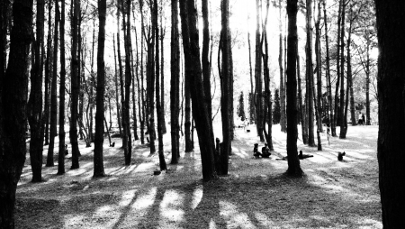 line of treesの写真素材