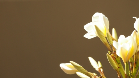 white floraの写真素材