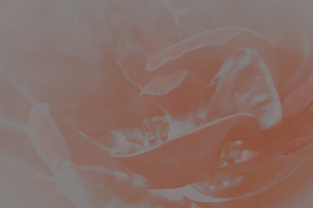 Flower petals. Red background