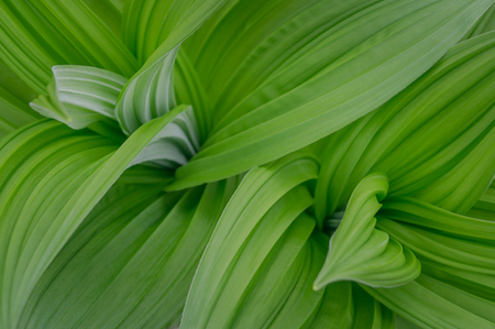Background of beautiful green leaves for wallpaperの写真素材