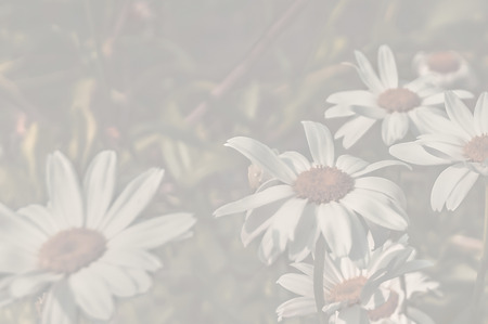 Camomile background 1の写真素材