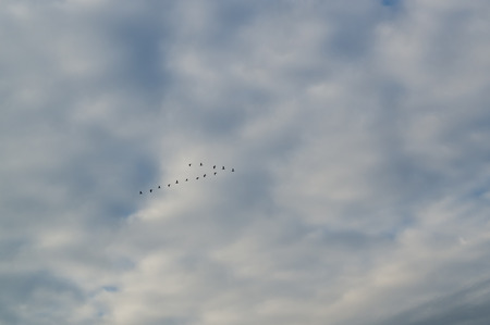 Birds flying over a heavenly blue sky. Birds in the clouds.