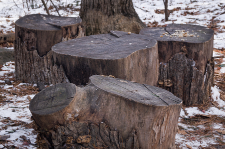 Stumps in the winter forest and bird food in the background.の写真素材