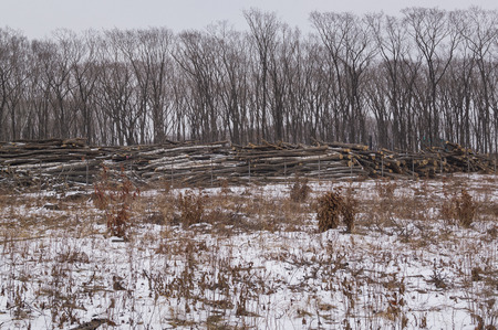 Deforestation. The trunks of trees are stacked in a forest glade cleared from the trees of the...