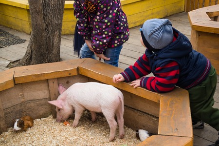 Children toddler boy and girl at petting zoo with little piggy. Child and farm animalsの写真素材