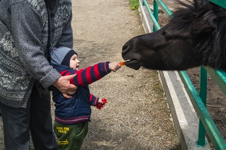 VLADIVOSTOK, PRIMORSKY KRAI, RUSSIA - May 16, 2015: Child boy and His grandmother gives food for small and young Przewalski horse is a rare Red Book animal in zoo of Vladivostok city.のeditorial素材