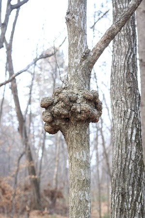 A gnarl or knot in wood looks like nodule.