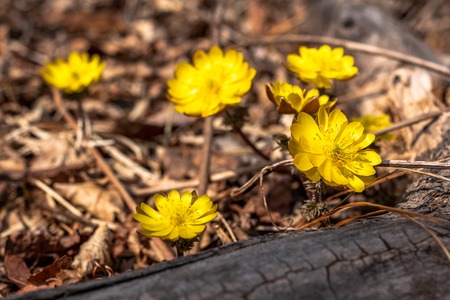Spring blooming of yellow snowdrops against the background of last years autumn foliage.