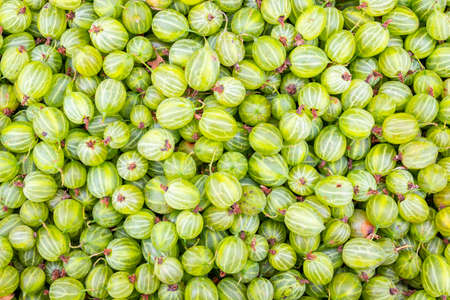 Solid background of fresh ripe and natural green gooseberriesの写真素材
