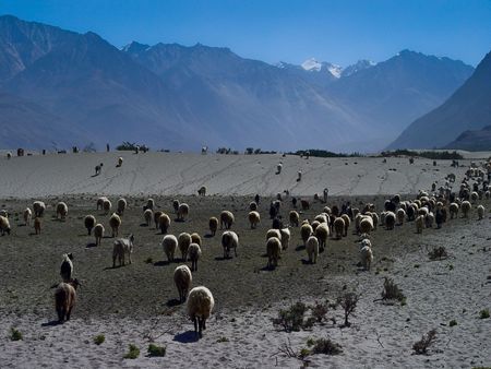 sheep in search of food in desert on altitudeの写真素材