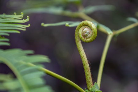 Close up of green fern in the rainforest, Malaysia.
