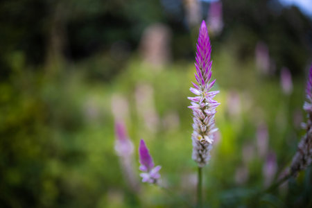 Celosia argentea comes in a range of flower colors, including red, orange, yellow, pink, and even...