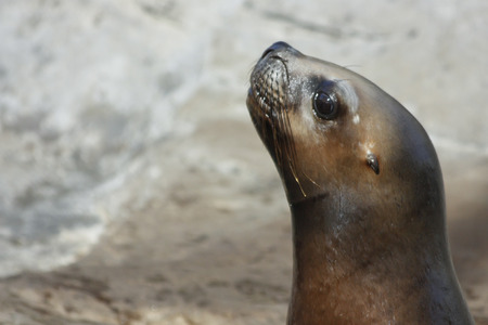 A seal in his haremの写真素材