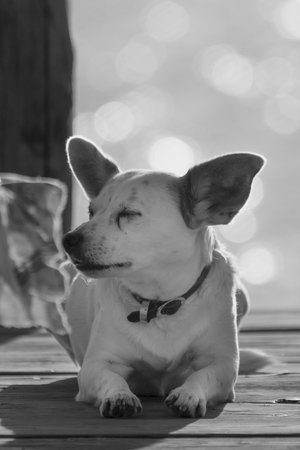 Dog lying with eyes half-closed in white that looks to the left to understand a concept of psychophysical restの写真素材