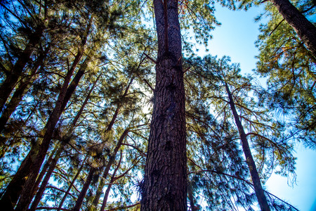 pine tree way