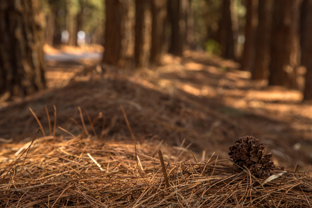 pine tree wayの写真素材