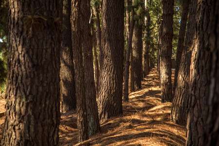 pine tree wayの写真素材