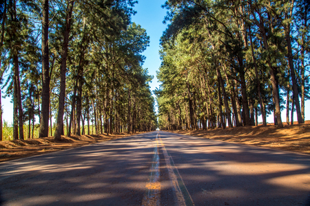 pine tree wayの写真素材