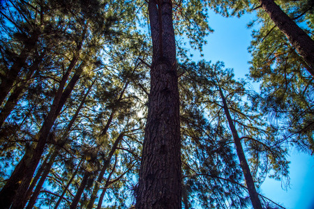 pine tree wayの写真素材