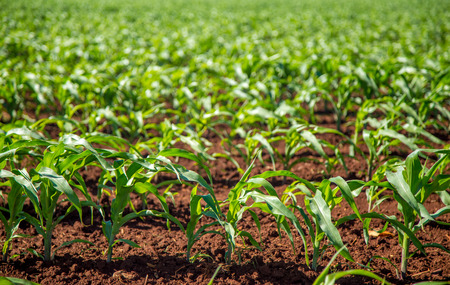 corn plantationの写真素材