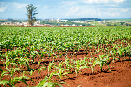 corn plantationの写真素材