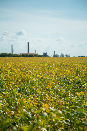 Soy plantationの写真素材