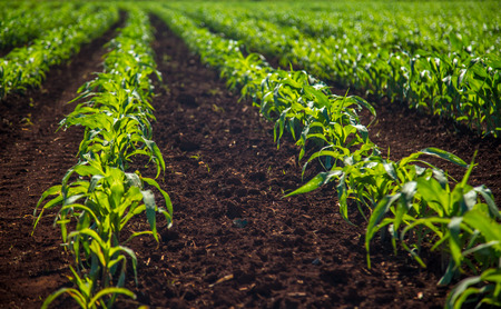 corn plantationの写真素材