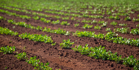 Peanut Plantationの写真素材