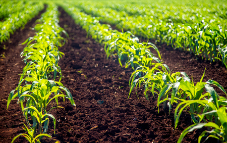 corn plantationの写真素材