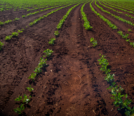 Peanut Plantationの写真素材