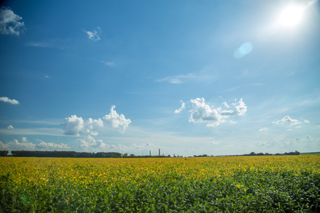 Soy plantationの写真素材