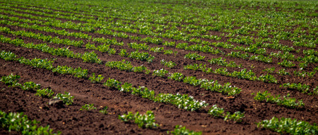 Peanut Plantationの写真素材