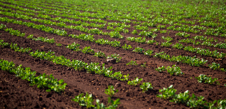 Peanut Plantationの写真素材