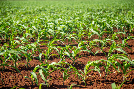 corn plantationの写真素材