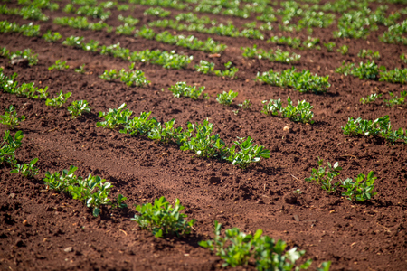 Peanut Plantationの写真素材
