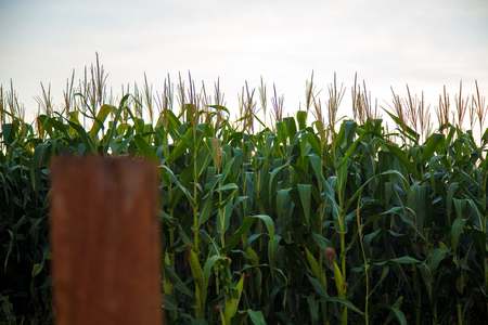 Corn Plantationの写真素材