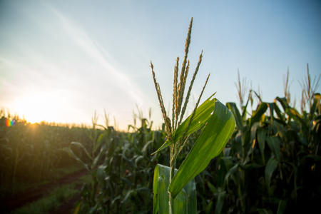 Corn Plantationの写真素材