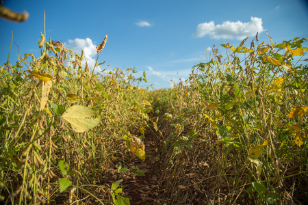 Soy plantationの写真素材